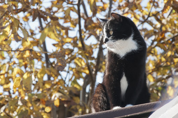 Fototapeta premium cat basking in the sun warm autumn day