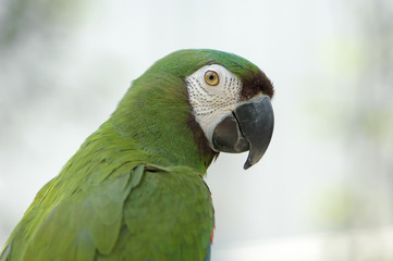 Green Parrot at the Bird Garden, Mong Kok (Mongkok), Hong Kong, Hong Kong