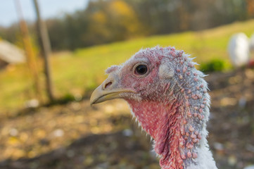 Outdoor poratrait of vute but non-stylish female - just ordinary turkey