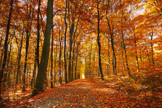 Fototapeta Bright autumn forest