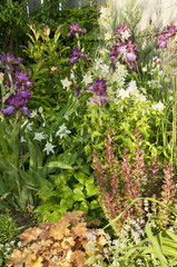 blooming flower bed spring