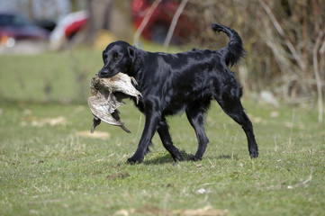 Black Labrador retrieving a duck , British Columbia, Canada