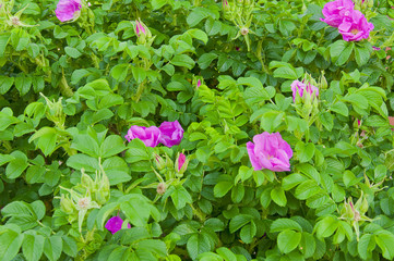 bush blooming pink roses in the garden
