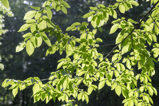Branch of  hornbeam with brightly lit leaves
