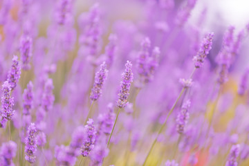 Big field of the blossoming lavender close up, Provence
