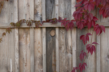 old wooden wall entwined with wild grapes with red autumn leaves