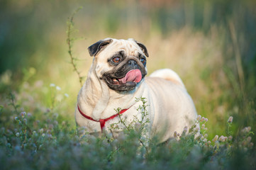 Beautiful portrait of a pug in summer