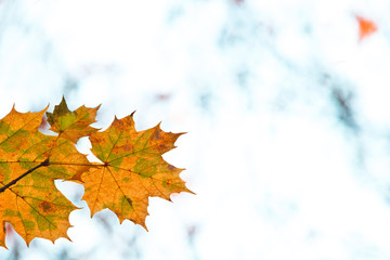 dry leaves on the light background