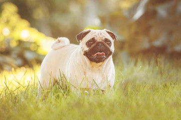 Pug dog walking in the garden in summer