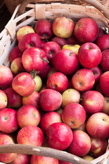 Basket of fruit