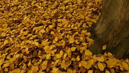 Million autumn leaves