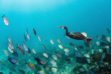 cormorant while fishing underwater in bait ball