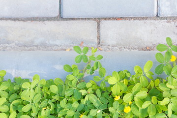 Beautiful Green Plant over the walls in garden