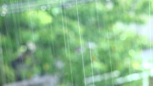 Tropical heavy rain in rainforest background. footage