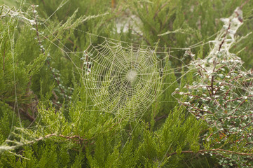 pattern of the web in the garden in autumn misty morning