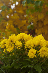 Yellow chrysanthemums in bloom in the fall in the garden close u