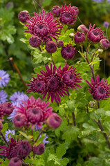 crimson red chrysanthemum bloom in the fall in the garden close