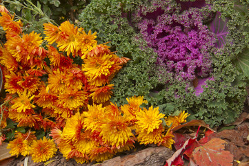 Fototapeta na wymiar Color orange chrysanthemums and purple ornamental cabbage closeu