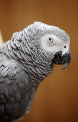 African Grey parrot