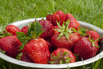 Harvest strawberries