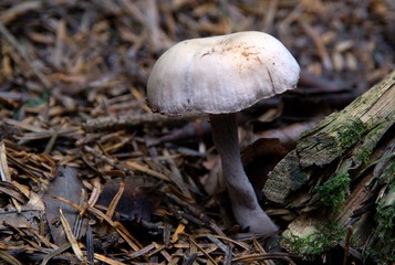 Champignons