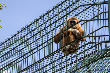Gibbon sitting in cage. Gibbon wants out.