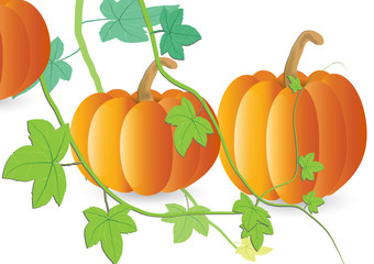 Pumpkin with leaves on white background,Vector