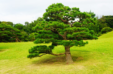 Pine trees in famous Suizenji garden, Kumamoto, Japan