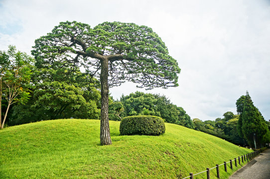 Pine trees in famous Suizenji garden, Kumamoto, Japan