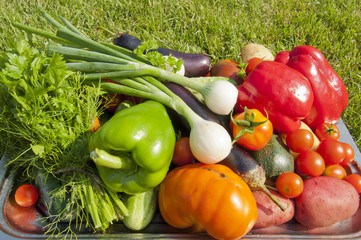 harvest of vegetables