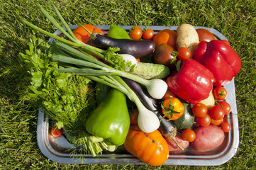 harvest of vegetables