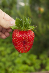harvest ripe strawberries in the garden