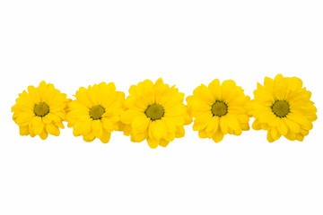 Yellow Chrysanthemum