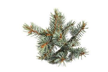 The branch of blue spruce..