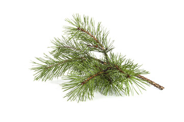 Scots pine branch..