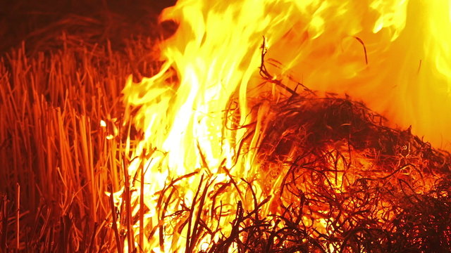 Fire burning forrest grass close up.