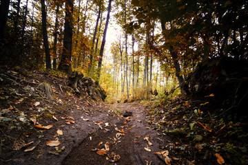 sottobosco autunnale