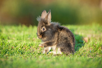 Little black dwarf rabbit washing up in summer