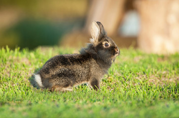 Little black dwarf rabbit walking outdoors in summer