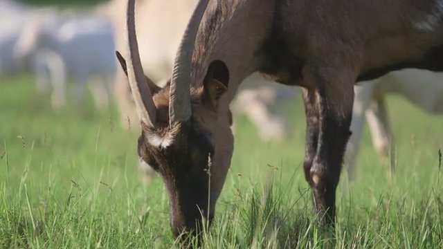 Goat grazes on grass
