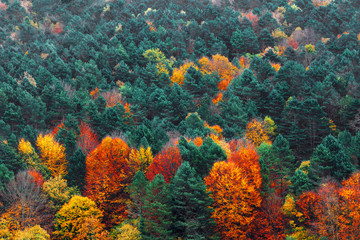 Fototapeta na wymiar background of autumnal trees textures