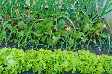 green salad in the greenhouse