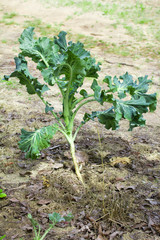 Fototapeta na wymiar garden with growing green cabbage
