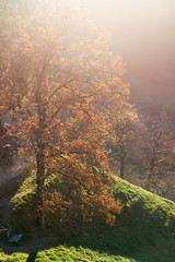 Zauberwald im Herbst