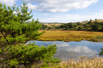 Fototapeta na wymiar Wetlands of the plateau in Japan.Yellow grass.Sky reflected 