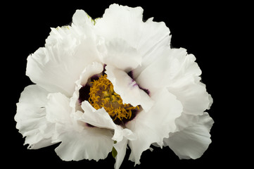 huge white peony flower closeup on black background