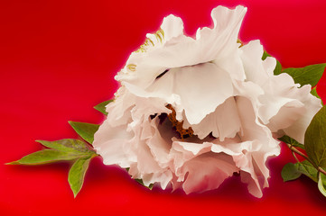 huge white peony flower closeup on red background