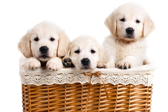 Three White Labrador Puppy In A Wicker Basket