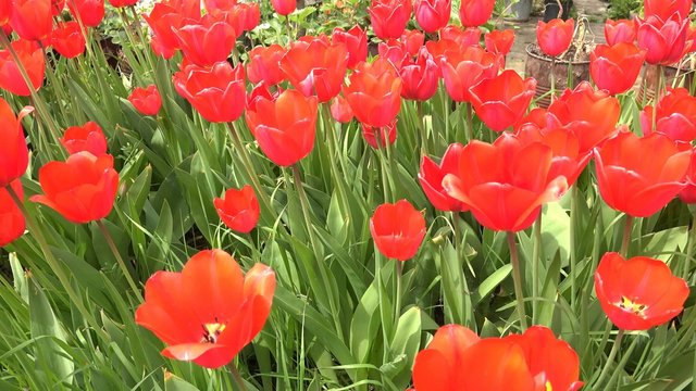 Variety of tulips in a field, dolly 