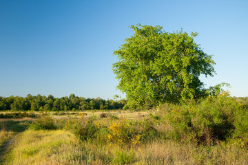 bl&uuml;hende Heidelandschaft im Abendlicht